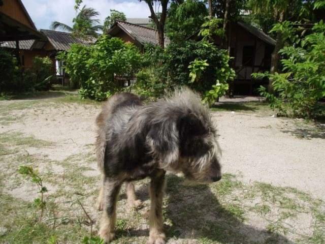 Phangan Island バーン・タイ エクステリア 写真